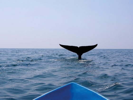 trincomalee walvissen spotten sri lanka