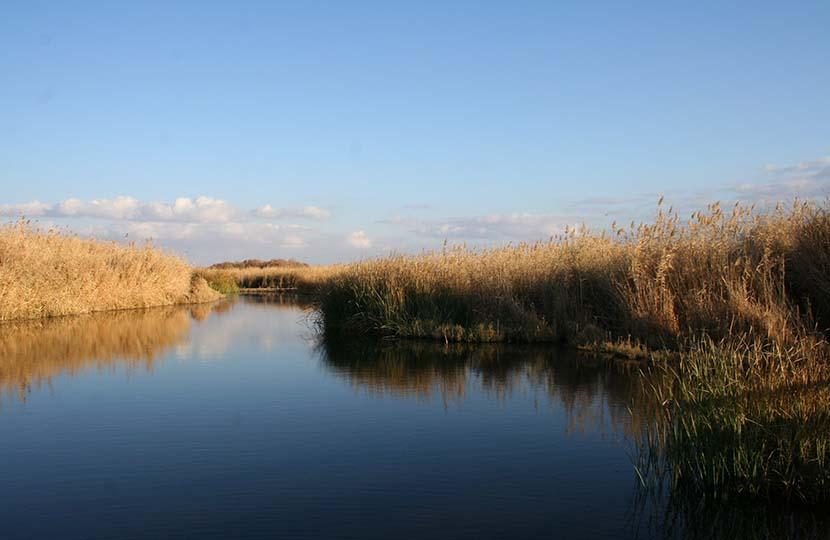 azraq wetland reserve jordanie