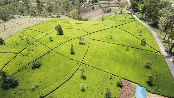 nuwara eliya sri lanka