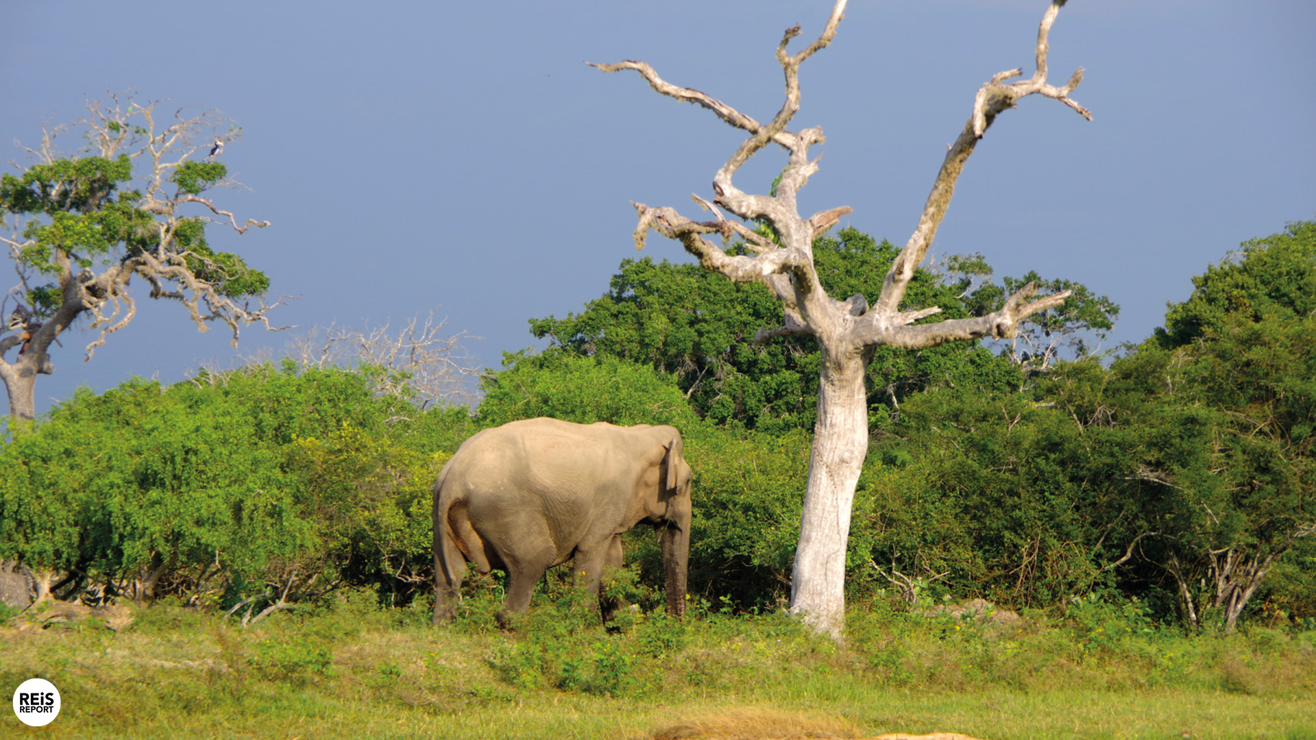 yala national park sri lanka olifanten