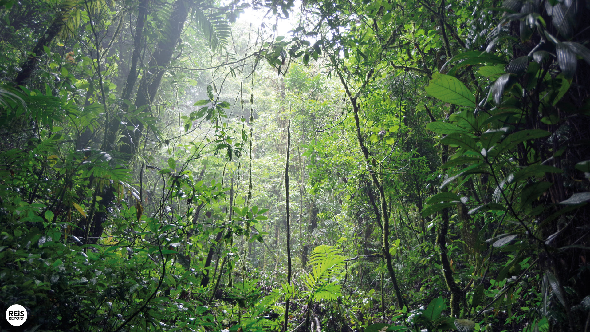monteverde nationaal park costa rica