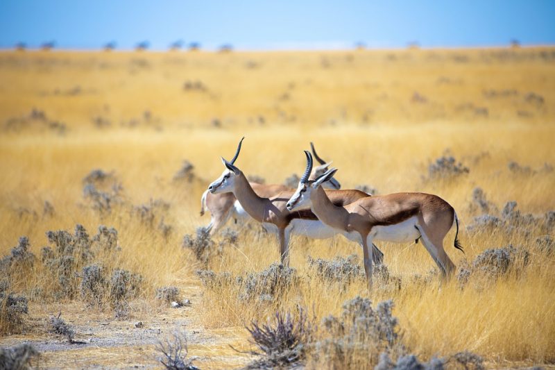 etosha national park namibie
