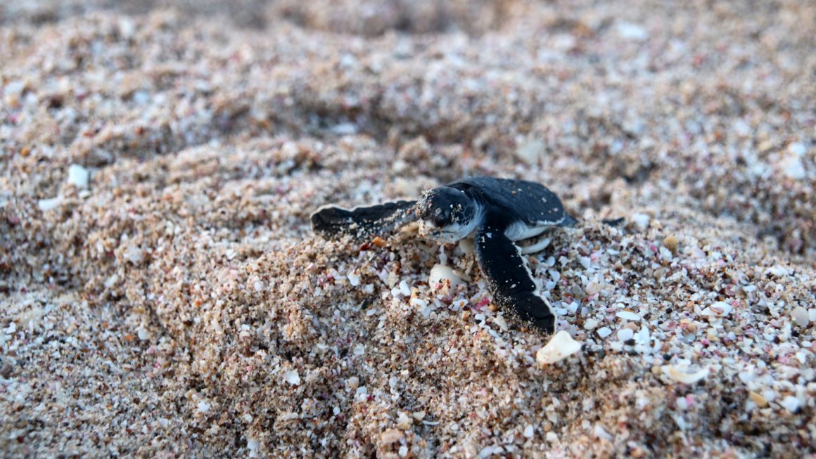 Ras al Jinz, zeeschildpadden spotten, Oman