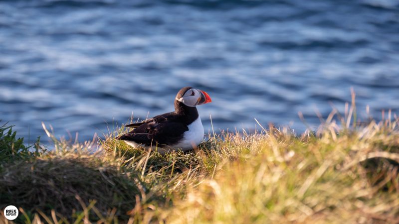 borgarfjordur-eystri-ijsland-papegaaiduikers