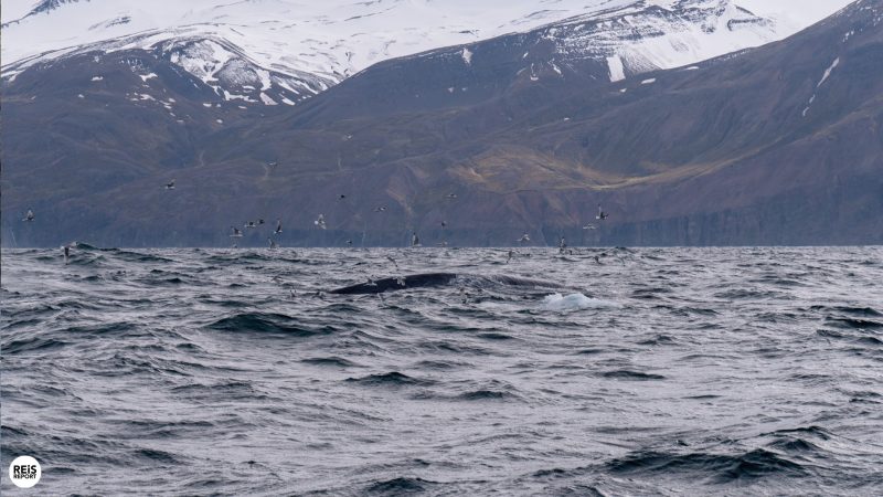 husavik-ijsland-walvissen