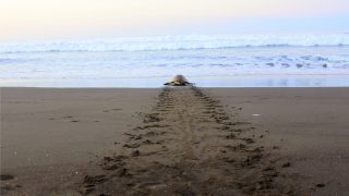 zeeschildpadden in costa rica arribada