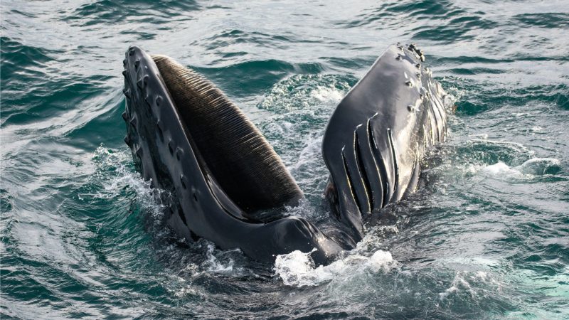 walvissen-onderzoek-ijsland