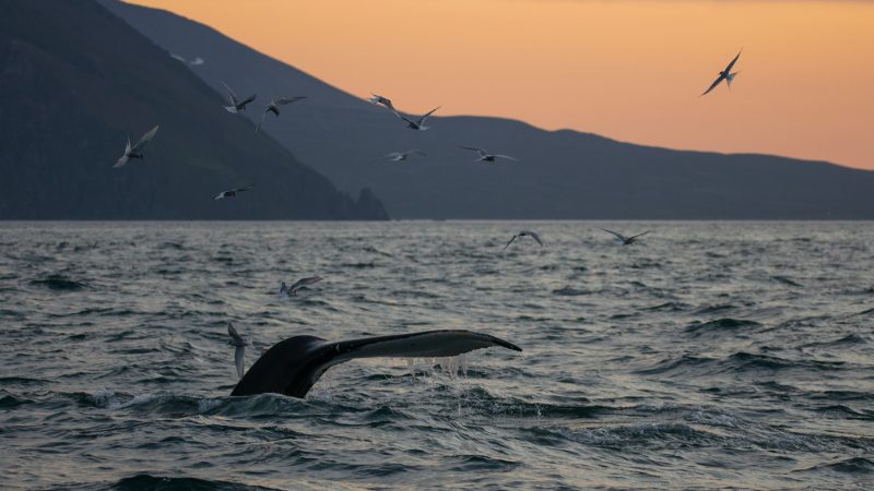walvissen-onderzoek-ijsland-husavik