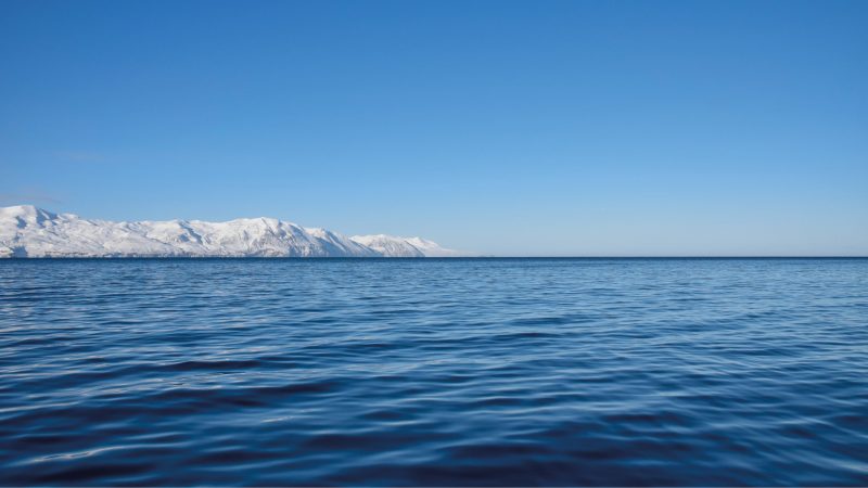 walvissen-onderzoek-ijsland-husavik