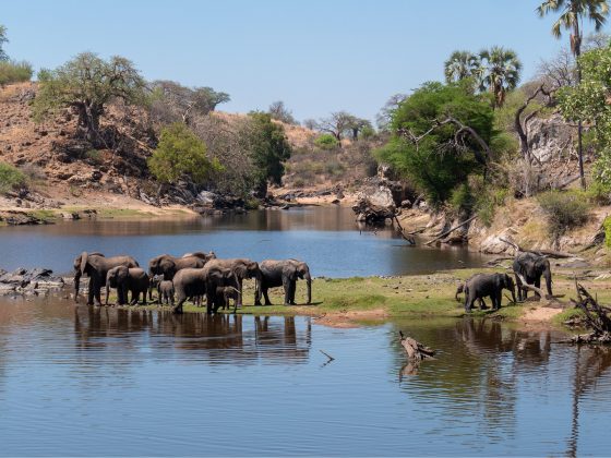 ruaha-national-park-tanzania