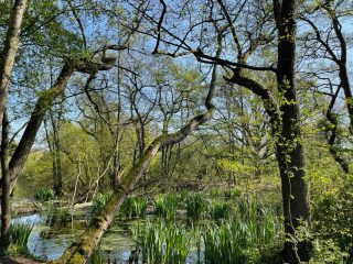 quackjeswater-zuid-holland
