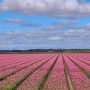 tulpenfestival-noordoostpolder-route