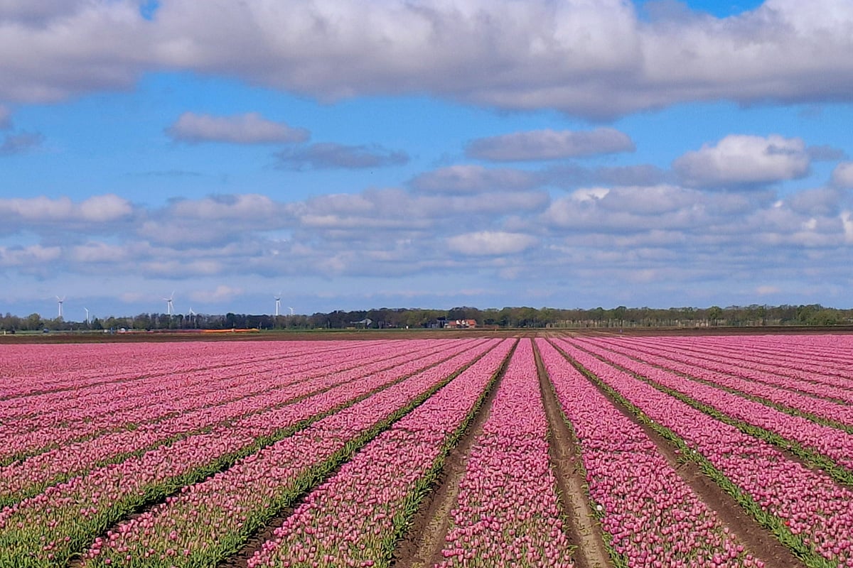 tulpenfestival-noordoostpolder-route